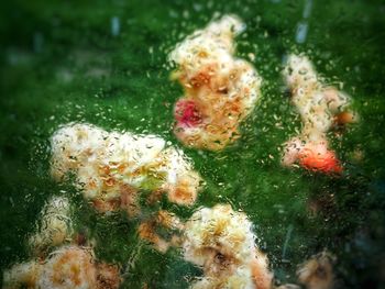 Close-up of fish swimming in sea