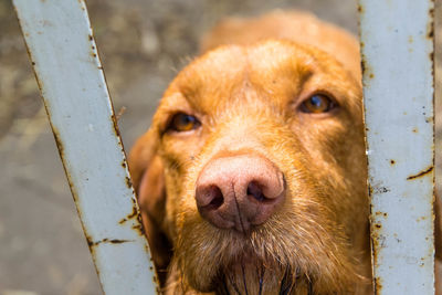 Close-up portrait of dog