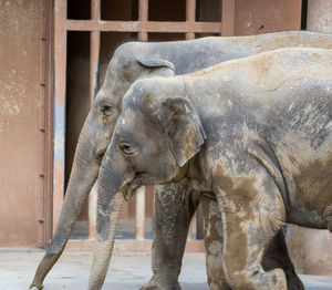 Elephant in zoo