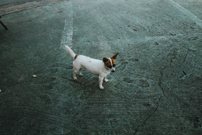 High angle view of dog standing on street