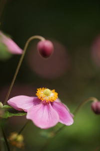 Close-up of pink flowers