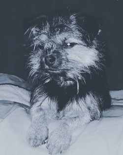 Close-up portrait of dog at home