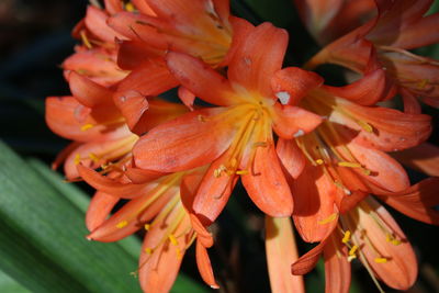Close-up of orange flowering plant