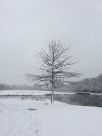 Bare tree on snow covered field against sky