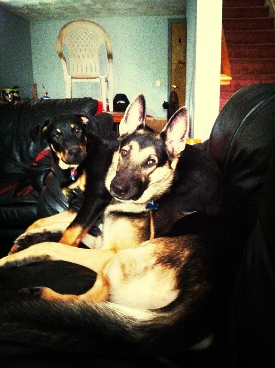 domestic animals, pets, animal themes, mammal, indoors, dog, one animal, togetherness, two animals, portrait, looking at camera, men, relaxation, sitting, home interior, young animal, pet owner, friendship, sofa