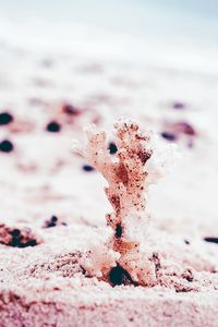 Close-up of pink flower on beach