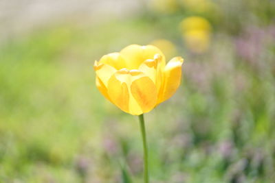 Close-up of yellow flowering plant