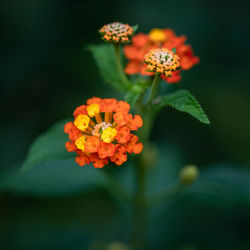 Close-up of orange marigold flower