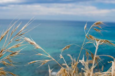 Close-up of stalks against calm blue sea