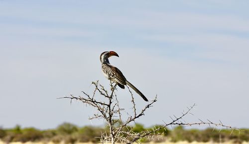 Bird perching on a tree