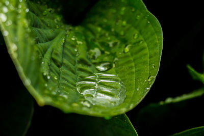 Close-up of water drops on leaves