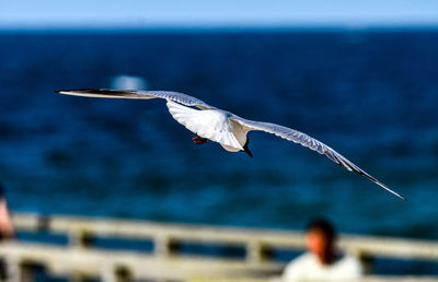 Close-up of bird flying over sea