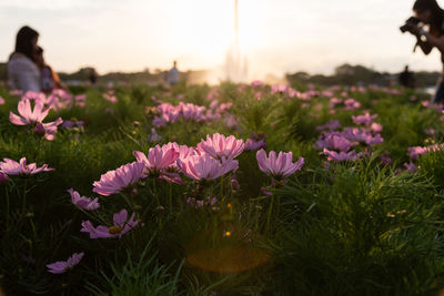 Close-up of pink flowering plants on field