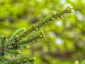 Strobiluses of the spruce. close-up. blurred background.