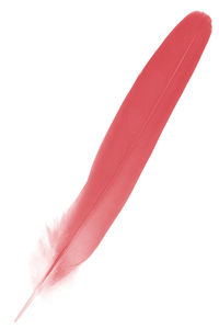 Close-up of feather against white background