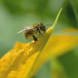 Close-up of insect on yellow flower