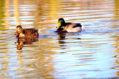 Pair of mallards .