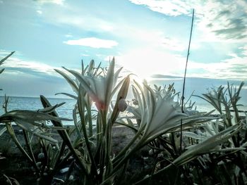 Plants against cloudy sky