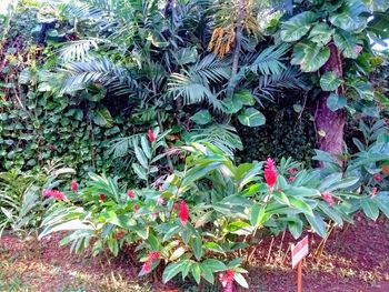 High angle view of flowering plants in garden