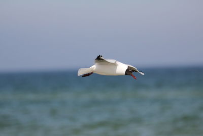 Side view of a bird flying over blurred water