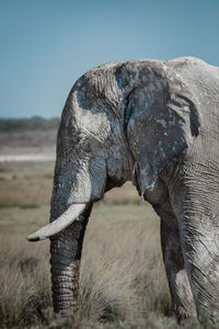 Wild elephant walking in savanna