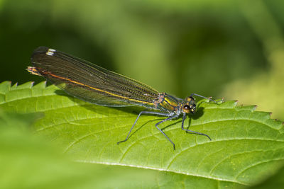 Close-up of insect on leaf