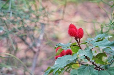 Close-up of red berries on tree