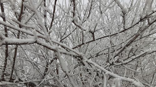 Snow covered bare trees in forest