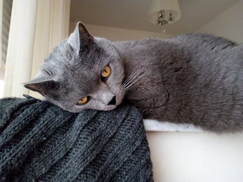 Close-up portrait of cat sitting at home