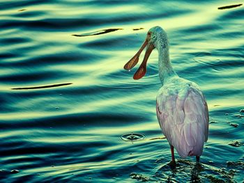 Bird in water