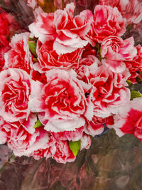 High angle view of pink roses