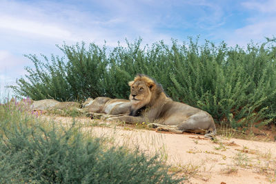 Lion relaxing in a field