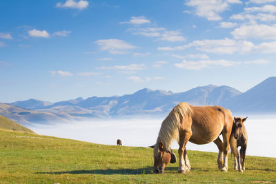 Horses grazing in a field near castelluccio di norcia in umbria italy