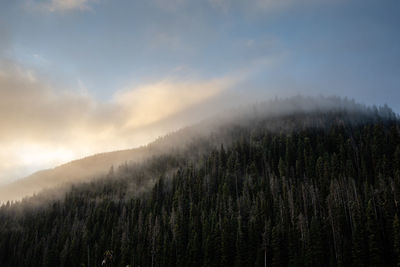 Scenic view of forest against sky