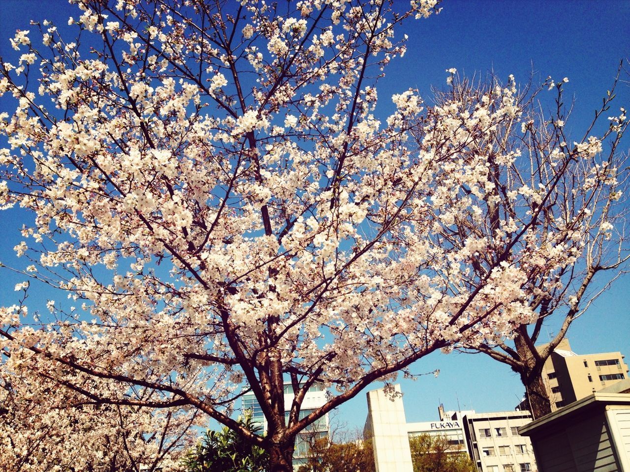 flower, tree, branch, low angle view, cherry blossom, freshness, blossom, growth, cherry tree, fragility, clear sky, building exterior, nature, beauty in nature, built structure, springtime, architecture, in bloom, fruit tree, sky