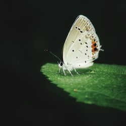 Close-up of butterfly on plant