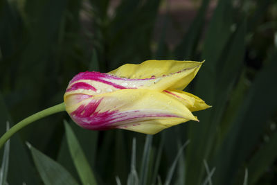 Close-up of purple flower