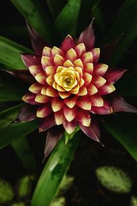 Close-up of dahlia blooming outdoors