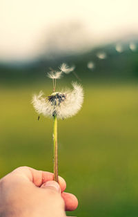 Close-up of hand holding dandelion against white background