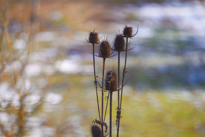 Close-up of wilted plant