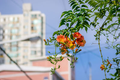 Low angle view of flowering plant against building