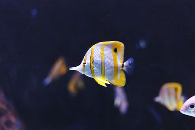 Close-up of fish swimming in aquarium