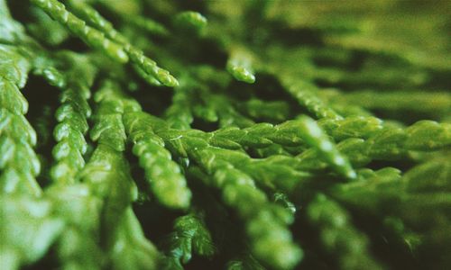 Full frame shot of green leaf