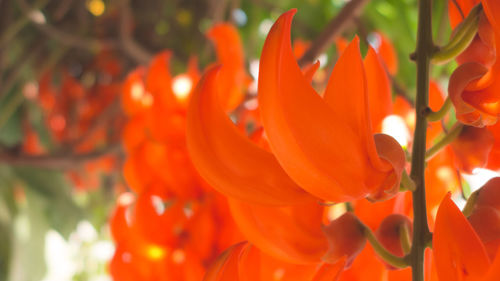 Close-up of orange flowering plants