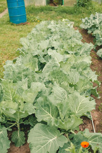 High angle view of vegetables on plant