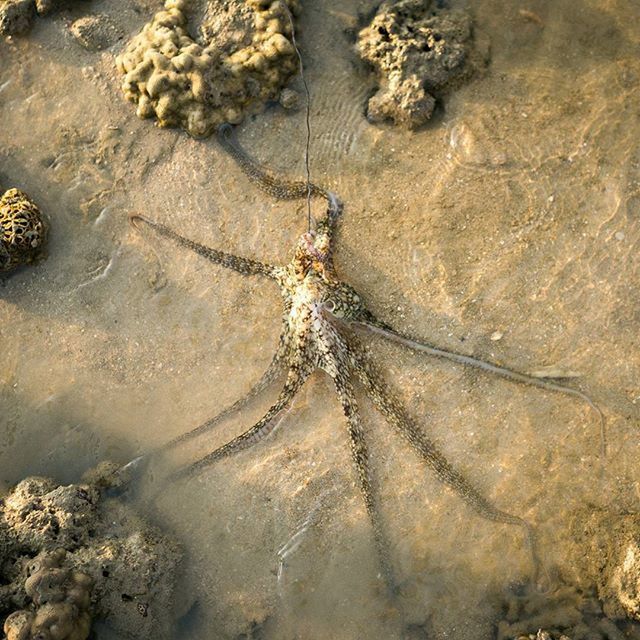 high angle view, sand, water, animal themes, animals in the wild, one animal, beach, nature, wildlife, day, rock - object, sunlight, outdoors, natural pattern, close-up, no people, textured, wet, shore, reflection