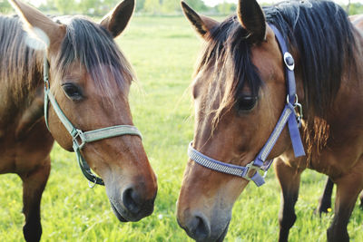 Closeup on two horses faces  standing in ranch close together 