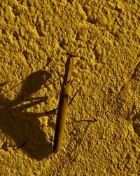 Detail shot of yellow wall