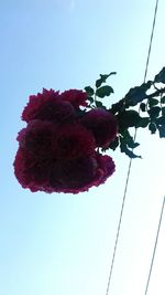 Low angle view of red flowering plant against clear sky