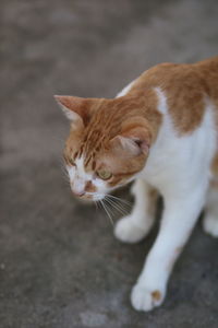 Close-up of a cat looking away